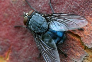 Carrion fly