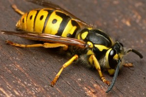Wasp