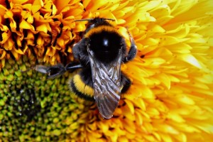 bumble-bee-871679_640