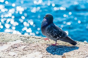 pigeon-517244_640
